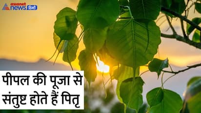 Shraddha Paksha 2022: पितृ दोष से परेशान हैं तो 25 सितंबर से पहले करें पौधों के ये आसान उपाय