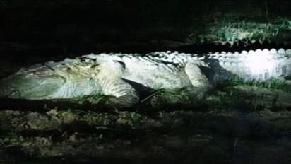 खेत में बैठा था 11 फीट लंबा और 200 किलो का मगरमच्छ, कुत्ते की मदद से इस तरह से गया पकड़ा