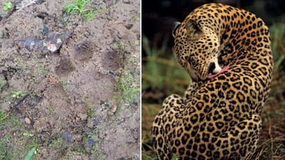 കടുവയ്ക്ക് പിന്നാലെ വയനാട്ടിൽ പുലിയുമിറങ്ങി; വളര്ത്തുമൃഗങ്ങളെ പിടിച്ചു, സിസിടിവി ദൃശ്യങ്ങൾ!