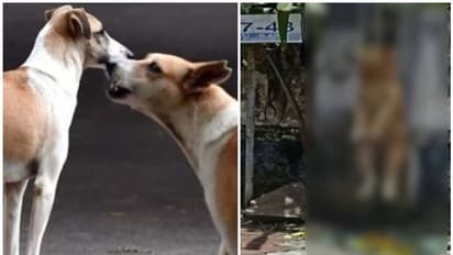 മാസങ്ങളായി നാട്ടുകാർക്ക് ശല്യമായിരുന്ന തെരുവുനായയെ കൊന്ന് കെട്ടിതൂക്കി; സംഭവം കോട്ടയത്ത്