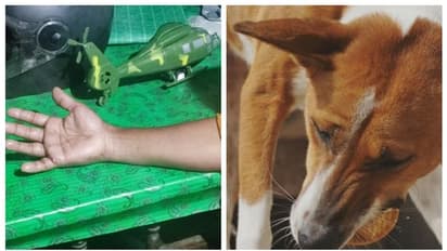 തൃശ്ശൂരില്‍ വീട്ടുമുറ്റത്ത് പാത്രം കഴുകികൊണ്ടിരുന്ന സ്ത്രീക്ക് തെരുവുനായയുടെ കടിയേറ്റു