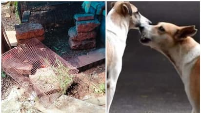 തെരുവ് നായ ശല്യം രൂക്ഷം; വളർത്ത് മുയലുകളെ കടിച്ചു കൊന്നു, സംഭവം കൊച്ചിയില്