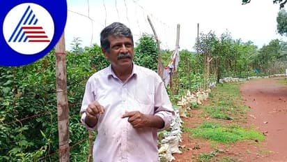 Managaluru: ರಾಷ್ಟ್ರೀಯ ಹೆದ್ದಾರಿ ಇಕ್ಕೆಲಗಳಲ್ಲಿ ರಾರಾಜಿಸುತ್ತಿದೆ ಸಾವಯವ ಕೃಷಿ ತೋರಣ!