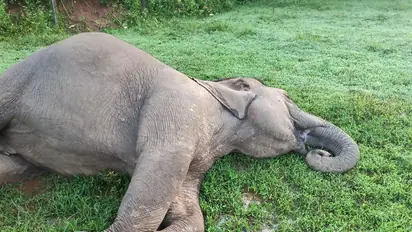 Karnataka: Two elephants die due to excess heat, lack of drinking water in Ramanagara