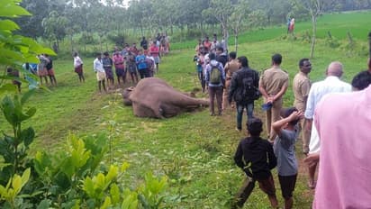 കാട്ടുപന്നിക്ക് വച്ച വൈദ്യുതി കെണിയില്‍പ്പെട്ട് കാട്ടാന ചരിഞ്ഞു 