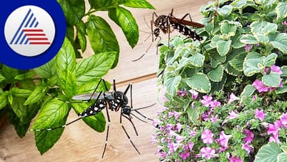 கொசுக்களை ஓட... ஓட விரட்டும் ஆயுர்வேத முறைகள்- ரசாயனம் வேண்டாமே ப்ளீஸ்..!!