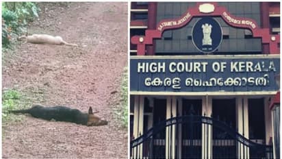 തെരുവ് നായകളെ വിഷം നൽകി കൊന്നതിൽ കേസെടുക്കണം; റിപ്പോര്ട്ട് തേടി ഹൈക്കോടതി