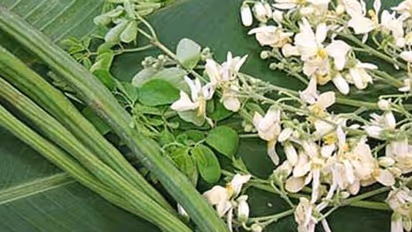 Drumstick: தாய் பால் சுரப்பு, பார்வை கோளாறு பிரச்சனைக்கு, முருங்கைப் பூவை இப்படி ஒரு முறை சாப்பிட்டு பாருங்கள்