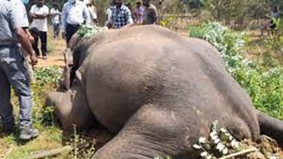 பரபரப்பு !! மின்சாரம் தாக்கி உயிரிழந்த பெண் யானை.. வழக்கு பதிந்து போலீசார் விசாரணை.. பாலக்காடு அருகே சோகம்