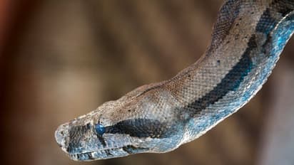 Amit Shah: மத்திய அமைச்சர் அமித் ஷா வீட்டில் 5 அடி நீள பாம்பு: வன உயிரின பாதுகாவலர்கள் பத்திரமாக பிடித்தனர்