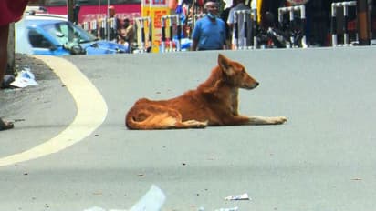 തെരുവ്നായ ആക്രമണം; വീട്ടുമുറ്റത്ത് നിന്ന അഞ്ചുവയസുകാരനും മീൻവെട്ടുകയായിരുന്ന യുവതിക്കും കടിയേറ്റു
