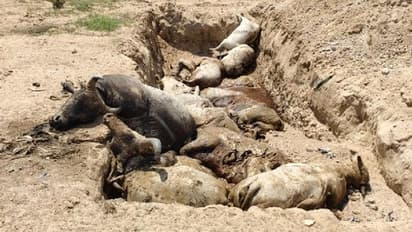 Lumpy Skin Disease :  'ലംപി' രോഗം മൂലം ചത്തത് 75,000ത്തിലധികം കന്നുകാലികള്‍; കേരളത്തിലും ഇത് കണ്ടിരുന്നു