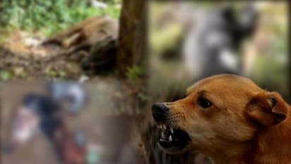 മറ്റ് ജീവികളോടും നായ്ക്കൂട്ടത്തിന്‍റെ ക്രൂരത; ആടുകളെ കടിച്ചുകൊന്നു, 2 ഇടങ്ങളിലായി 70 കോഴികളെയും കടിച്ച് കൊന്നു