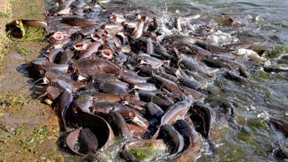 ஆப்ரிக்க கெளுத்தி மீன்களை கண்டு அஞ்சுவது ஏன்..? அச்சுறுத்தும் பின்னணி..!!