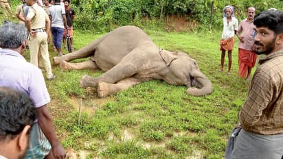 പാലക്കാട് വൈദ്യുതി കെണിയില്‍പ്പെട്ട് കാട്ടാന ചരിഞ്ഞു; വനം വകുപ്പ് അന്വേഷണം ആരംഭിച്ചു