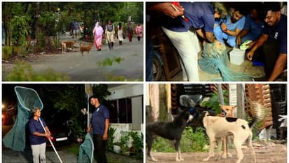 തെരുവ്നായക്കളുടെ കൃത്യമായ കണക്കില്ലാതെ സർക്കാർ, വാക്സിനേഷൻ നായ്ക്കളിൽ മാത്രം മതിയോ എന്നതിലും സംശയം 