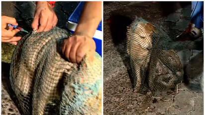 തെരുവ്നായ്ക്കൾക്ക് പേവിഷ പ്രതിരോധ കുത്തിവയ്പ് തുടങ്ങി, മെഗാ വാക്സിനേഷനായി വാങ്ങുന്നത് 10ലക്ഷം ഡോസ്