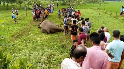 പാലക്കാട് മുണ്ടൂരിൽ കാട്ടാനയുടെ ജീവനെടുത്തത് വൈദ്യുത കെണി; സഹോദരങ്ങളായ പ്രതികൾ പിടിയിൽ
