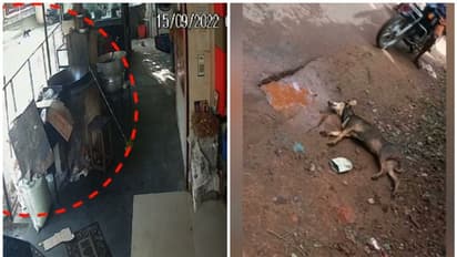 തെരുവ്നായ കുറുകേ ചാടി, ബൈക്ക് മറിഞ്ഞ് രണ്ടുപേർക്ക് പരിക്ക് , നായക്കും പരിക്ക്