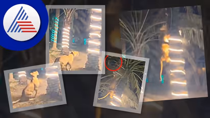 ಅಯ್ಯೋ ಕಾಪಾಡಿ... ಪಾರ್ಟಿಗೆ ಬಂದ ಸಿಂಹಿಣಿ: ಮರವೇರಿದ ಅತಿಥಿ video viral