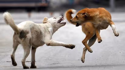 കൊല്ലത്ത്  തമിഴ്നാട്ടിൽ നിന്നെത്തിയ അയ്യപ്പ ഭക്തർക്കടക്കം 7 പേർക്ക് തെരുവ് നായയുടെ കടിയേറ്റു