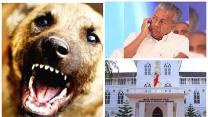 కేరళ వాసులను హడలెత్తిస్తున్న వీధి కుక్కలు.. వరుస దాడులతో ఆందోళన