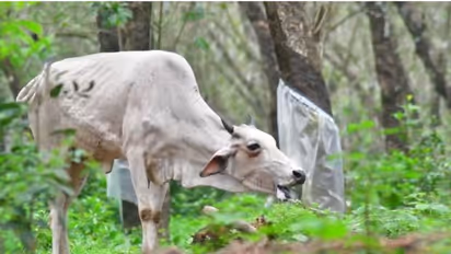 പാലക്കാട്ട് കറവപ്പശുവിന് പേവിഷബാധ