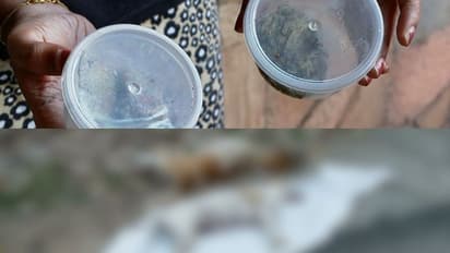 വഞ്ചിയൂരിൽ വളര്ത്തുനായ അടക്കം നാല് നായകൾ ചത്ത നിലയിൽ: വിഷം കൊടുത്ത് കൊന്നെന്ന് സംശയം