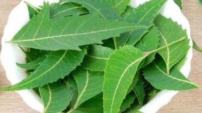 ഈ ഇലയിട്ട് വച്ചാൽ പരിപ്പ് - ധാന്യങ്ങൾ എന്നിവ ദീർഘനാൾ കേടാകാതിരിക്കും...