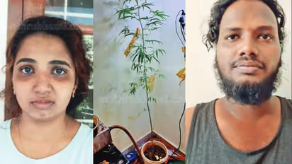 ഫ്ലാറ്റിന്റെ അടുക്കളയില് കഞ്ചാവ് വളര്ത്തിയ യുവാവും യുവതിയും പിടിയില്