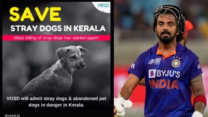 കേരളത്തിൽ തെരുവ് നായ്ക്കളെ കൂട്ടക്കൊല ചെയ്യുന്നത് അവസാനിപ്പിക്കണമെന്ന് കെ.എൽ.രാഹുൽ