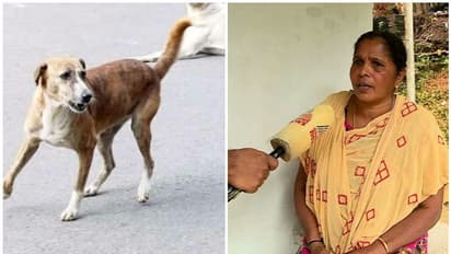 തെരുവ് നായകളെ കൊണ്ട് പൊറുതിമുട്ടി; വീട് വീട്ടിറങ്ങി മലപ്പുറത്തെ വീട്ടമ്മ