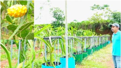 'മഞ്ഞയുടെ മൊഞ്ചി'ല് ഉമര്കുട്ടിയുടെ ഡ്രാഗണ് ഫ്രൂട്ട് കൃഷിത്തോട്ടം