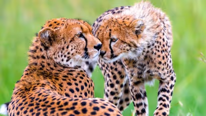 Cheetahs' arrival in Kuno sees Sheopur property rates skyrocket