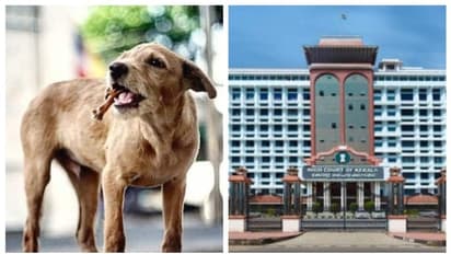 തെരുവുനായയുടെ കടിയേല്ക്കുന്നവര്ക്ക് സൗജന്യ ചികിത്സ നല്കണമെന്ന് ഹൈക്കോടതി