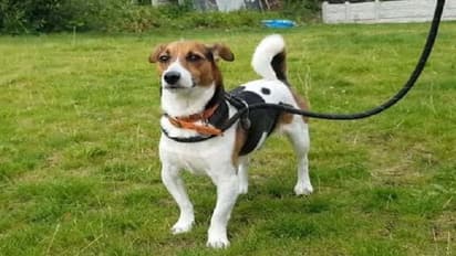 'Impose higher fines for Dog feces in public parks': Karnataka HC orders BBMP