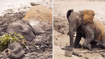 Watch: Elephants being rescued after getting stuck in mud for two days; Netizens react