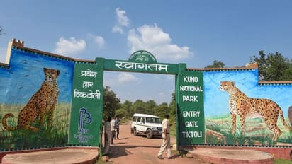 Cheetah:  cheetah in india: 8 நமீபிய சீட்டா சிறுத்தைகள் ஹெலிகாப்டர் மூலம் குவாலியர் உயிரியல் பூங்கா வந்தன