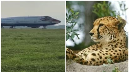 പറന്നിറങ്ങി ചീറ്റകൾ; 8 ചീറ്റപ്പുലികളെ കുനോ ദേശീയോദ്യാനത്തിലേക്ക് പ്രധാനമന്ത്രി തുറന്നുവിടും