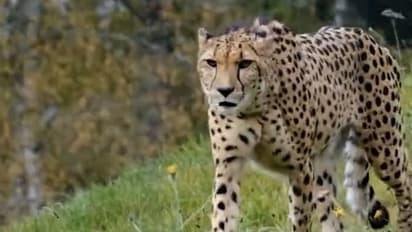 నమీబియా నుంచి వచ్చిన చిరుతలను మీరు నేరుగా ఎప్పుడు చూడొచ్చొ తెలుసా?.. ప్రధాని మోడీ కీలక వ్యాఖ్యలు