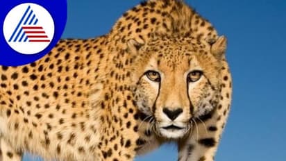 ಏಳು ದಶಕಗಳ ಬಳಿಕ ಮರಳಿ ಬಂತು ಚೀತಾ!