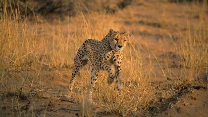Cheetahs return to India: From speed, stamina, body structure, hunting skills and more - facts one must know