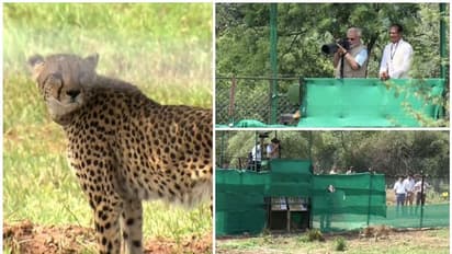 Cheetah: modi : 'சீட்டா'வின் சிறப்புகள் ! நமீபிய சீட்டா சிறுத்தைகளை கூண்டிலிருந்து திறந்தார் பிரதமர் மோடி