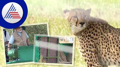 ನಮೀಬಿಯಾದಿಂದ ತಂದ ಚೀತಾಗಳನ್ನು ಕುನೋ ಉದ್ಯಾನವನಕ್ಕೆ ಬಿಟ್ಟ ಪ್ರಧಾನಿ