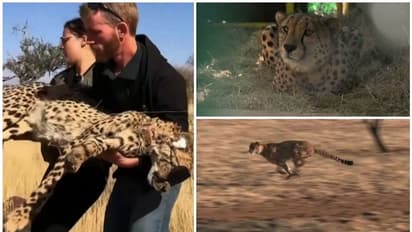 'മ്യാവൂ, മ്യാവൂ'; പൂച്ചക്കുഞ്ഞിന്റേതിന് സമാനമായ ചീറ്റക്കരച്ചിൽ! ചീറ്റപ്പുലികളെ പിടികൂടുന്ന ദൃശ്യങ്ങൾ പുറത്ത്