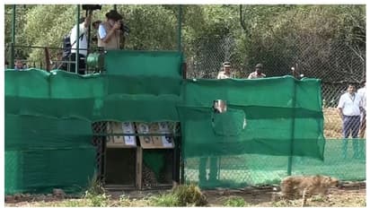 'വർഷങ്ങളുടെ പരിശ്രമം', ചീറ്റകൾ ഇന്ത്യൻ മണ്ണിൽ, ചരിത്രമുഹൂർത്തമെന്ന് പ്രധാനമന്ത്രി