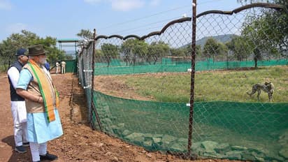 70 साल बाद कूनो में नामीबिया के चीतों के जरिये PM मोदी ने लौटाया भारत के 'अच्छे दिनों' का इतिहास