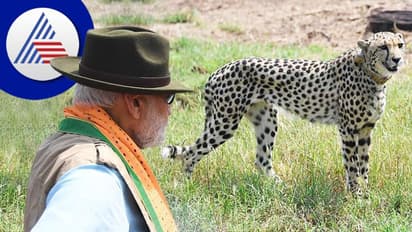 ಇದು ಆರಂಭ ಮಾತ್ರ, ದಕ್ಷಿಣ ಆಫ್ರಿಕಾ, ನಮೀಬಿಯಾದಿಂದ ಭಾರತಕ್ಕೆ ಬರಲಿದೆ 500 ಚೀತಾ!