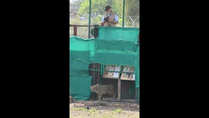 कूनो नेशनल पार्क में चीता ने PM मोदी से मिलाई आंखें, मानों पूछ रहा हो- कहां ले आए आप?