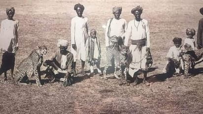 देश मे एक ऐसी भी जगह जहां कुत्तों की तरह पाले जाते थे चीते, यहीं आया था देश में पहली बार चीता